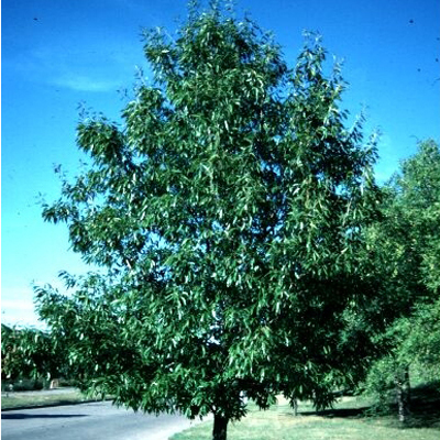 Sawtooth Oak (2")