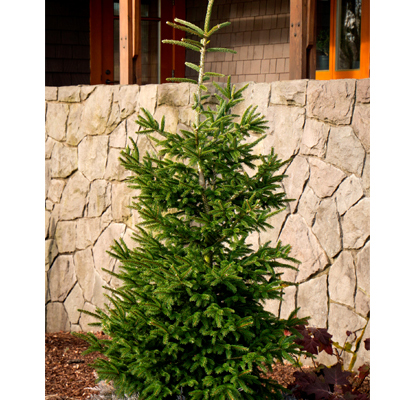 SPRUCE, ORIENTAL ATROVIRENS 4'