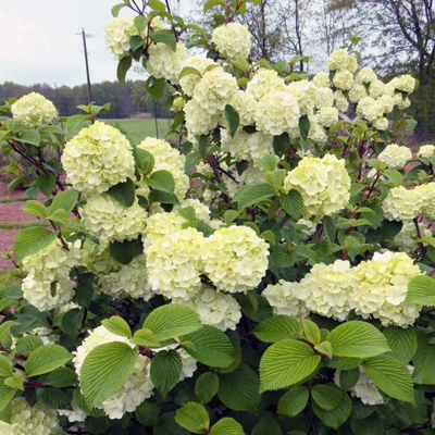 VIBURNUM, OPENING DAY 3-5 GALLON