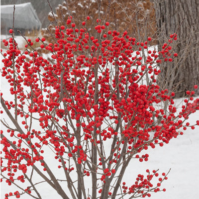 Berry Poppins® Winterberry