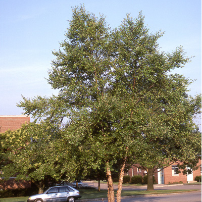 River Birch Tree (2.5")