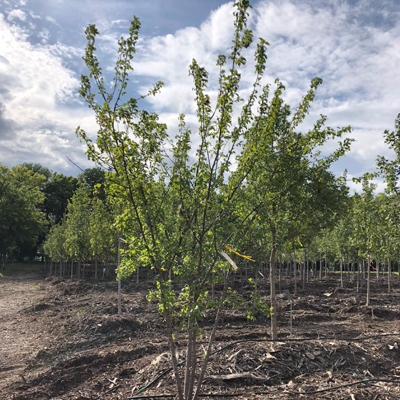 MAPLE, AMUR FLAME CLUMP 15 GAL