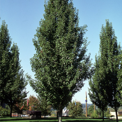 PEAR, CHANTICLEER 15 GALLON