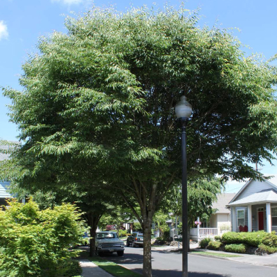 ZELKOVA, GREEN VASE 15 GALLON