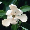 Sweetbay Clump Magnolia (6-7")