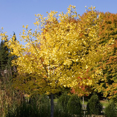 GINKGO, AUTUMN GOLD 5'