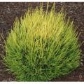 ARBORVITAE, FRANKY BOY 3-5 GAL