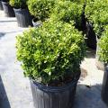 BOXWOOD, FRANKLIN'S GEM  3-5 GAL