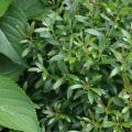 Gem Box Inkberry Holly 3-5 gal