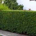 PRIVET, LODENSE 3-5 GALLON