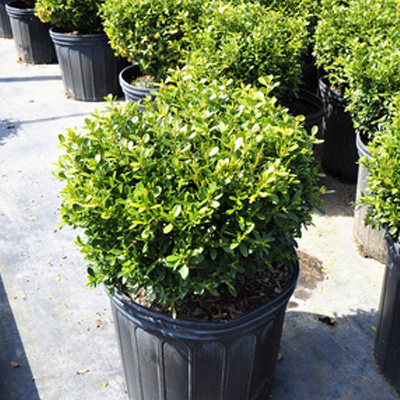 Franklin's Gem Boxwood | Suburban Lawn & Garden