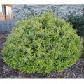 ABELIA, RADIANCE 2 GALLON