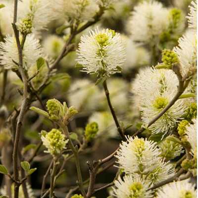 FOTHERGILLA, DWARF 3-5 GALLON