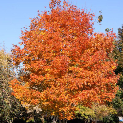 MAPLE, FALL FIESTA 20 GALLON