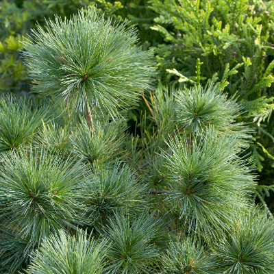 PINE, WHITE BLUE SHAG 3-5 GALLON