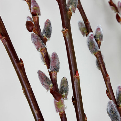 PUSSY WILLOW, BLACK CAT  2 GAL