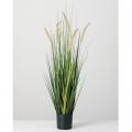 GRASS,38"H POTTED DOGTAIL GRASS