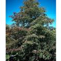 BLACK GUM 15 GALLON