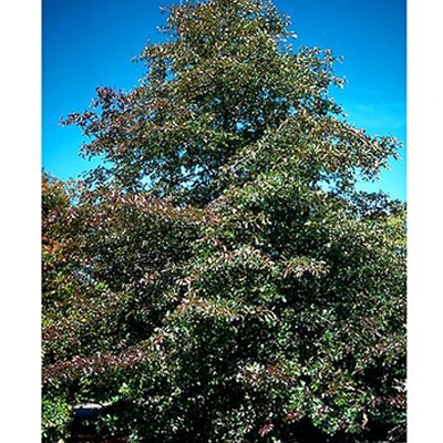 BLACK GUM 15 GALLON