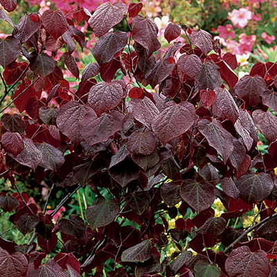 REDBUD, FOREST PANSY 7 GAL