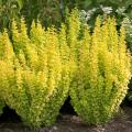 BARBERRY, SUNJOY GOLD PILLAR 8"