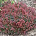 BARBERRY, SUNJOY MINI SALSA 2 G