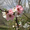 QUINCE, APPLE BLOSSOM 3-5 GALLON