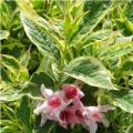 WEIGELA, VARIEGATED  2 GALLON