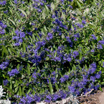 CARYOPTERIS, SAPPHIRE SURF 2 GAL