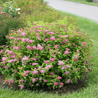 SPIREA, DOUBLE PLAY BIG BANG 3-5