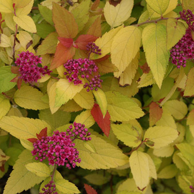 SPIREA, DBL PLAY CANDY CORN 3-5G