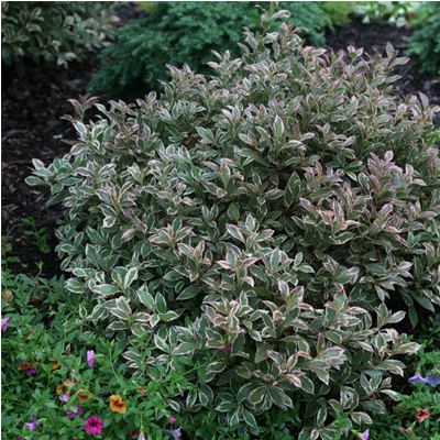 WEIGELA, MY MONET PRPL EFFECT 2G