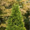 ARBORVITAE, TINY TOWER 3-5 GAL