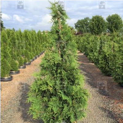 ARBORVITAE, GREEN GIANT 8'