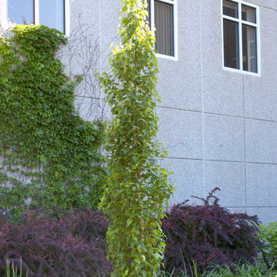 BIRCH, PARKLAND PILLAR 15 GALLON