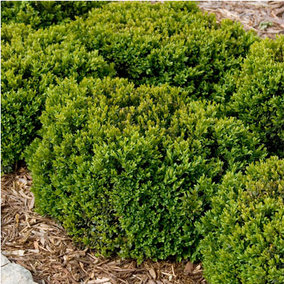 Green Velvet Boxwood 18"