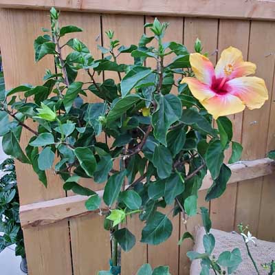 TROPICAL HIBISCUS