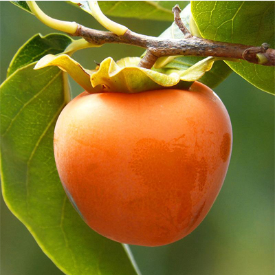 PERSIMMON