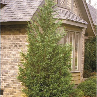 CYPRESS, LEYLAND 15 GALLON