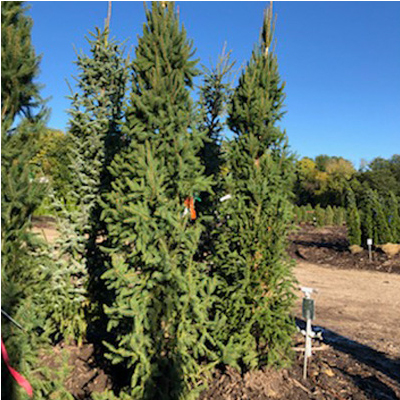 SPRUCE, WELLSPIRE 8'