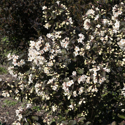 WEIGELA, TUXEDO 3-5 GALLON