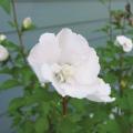 ALTHEA, WHITE PILLAR 2 GALLON