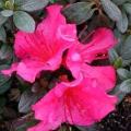 'Girard's National Beauty' Azalea