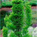 BALD CYPRESS, PEVE MINARET 5 GAL