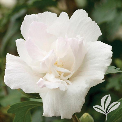 Double White Rose of Sharon 'Althea' 3-5G