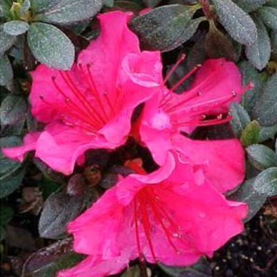 'Girard's National Beauty' Azalea 3-5G