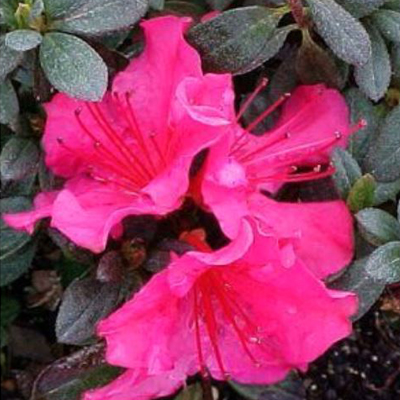 'Girard's National Beauty' Azalea