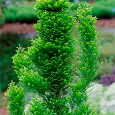 Peve Minaret Bald Cypress 5G