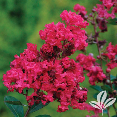 Victor Crape Myrtle 3-5G