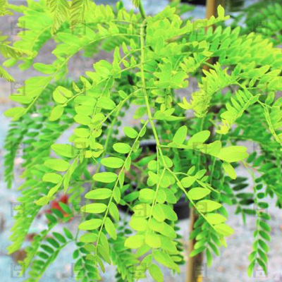 Imperial Honeylocust (15 Gal)